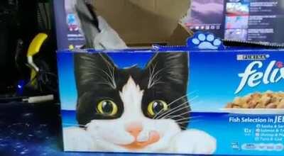 I left my dad unsupervised with my feathered children while I went for a nap. Woke up to this video in my messages. Cuteness overload.