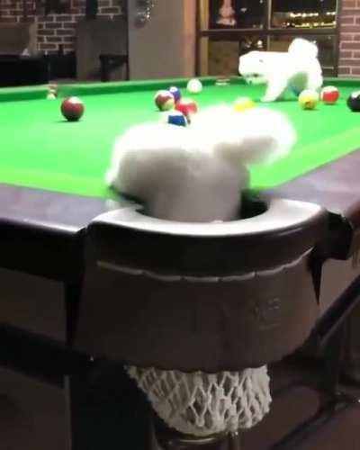 This tiny pupper is a known ringer in the pool house community, do not engage in one of his 'little bets' or you may lose your collar