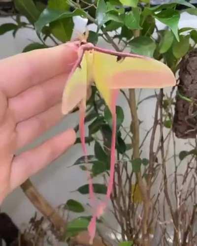 🔥 A Luna moth emerges from its cocoon after pupating.