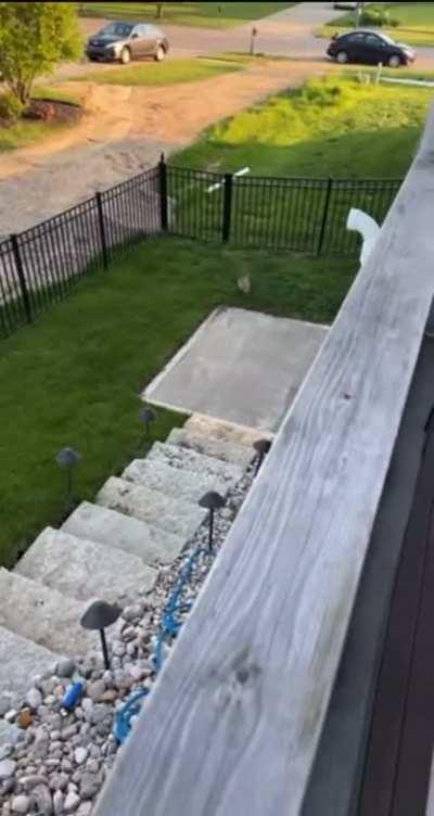 How to get mom cat home