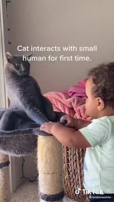 Cat interacts with small humans, for the first time !