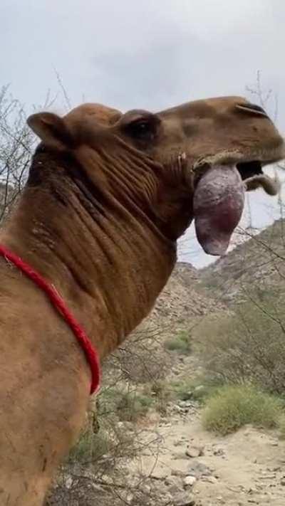 thanks i hate the dulla