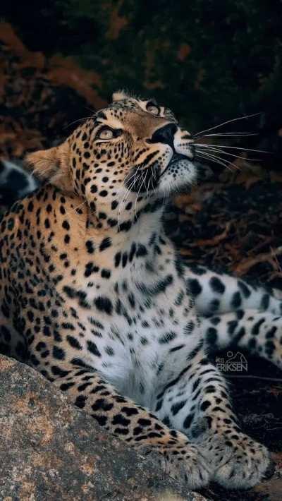 🔥 Persian leopard