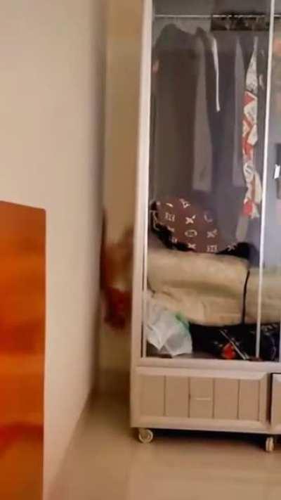 Cat engages anti-gravity paws