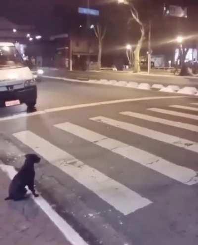 A dog that respects the rules