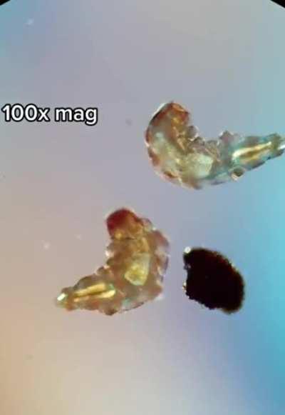 🔥 So that’s a water bear(tardigrade) 🔥