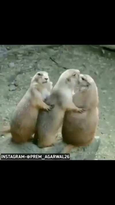 ye nat geo wale jeene nahi dete hai bc