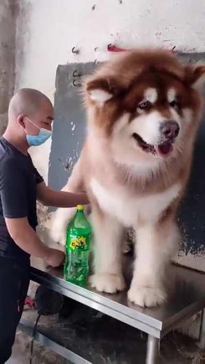 The sheer size of this boy