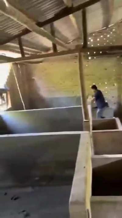 Tbh I was rooting for the pig