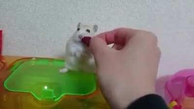 When he doesn't get the berry