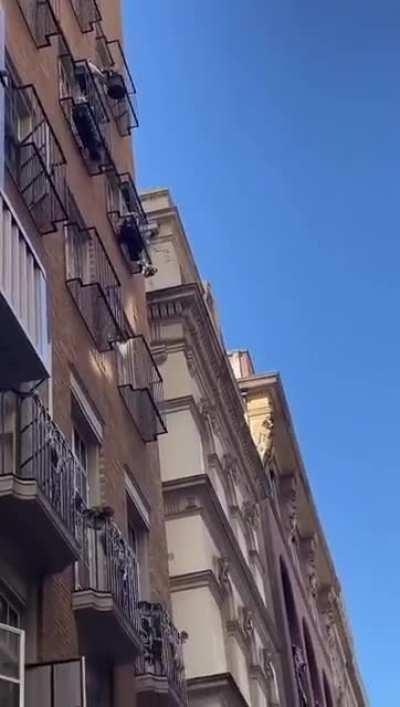 Cockatoo throwing plot plants at pedestrians in Australia.