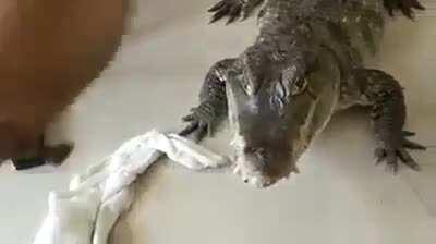 Um jacaré de estimação.