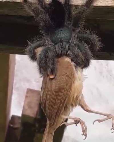 An Australian Goliath Birdeater Spider, doing just that.