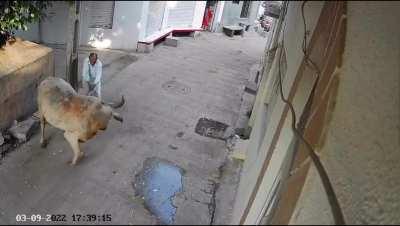 Indian bull send old man on a trip