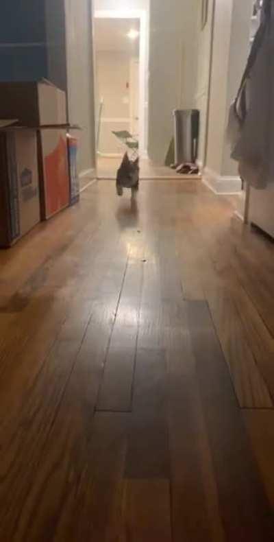 Vicious dog attack caught on camera