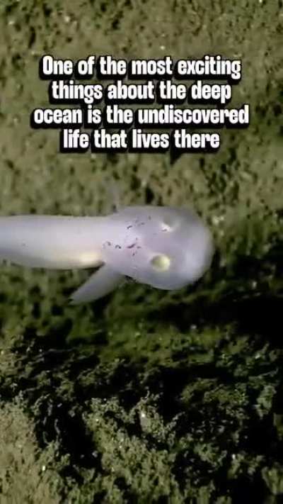 Deep Sea Mining Proposed in the Mariana Trench