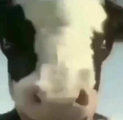 Man vs cow