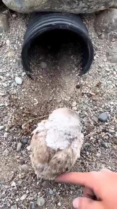 How to dispose of a bucket of baby owls.