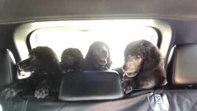 MIL is getting a one of these handsome guys on Sunday