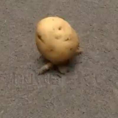 Thanks, I Hate a potato with legs running (Ai Made with txt2video