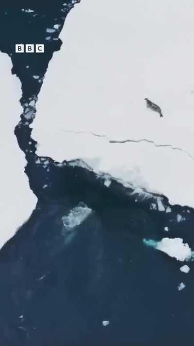 The Orca, a highly intelligent mammal that uses hunting strategies to capture prey.