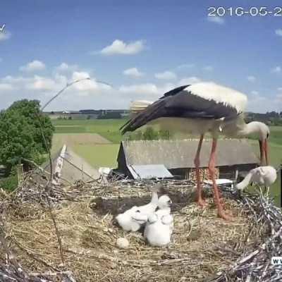 Stork mother throwing one of her chicks out of the nest to enhance the survival probability of her other chicks