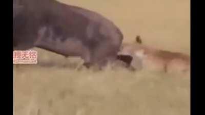 Well that guy ate he's balls