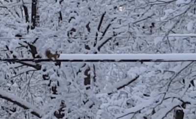Squirrel Out Does The Government Snow Clearing With A Strong Work Ethic