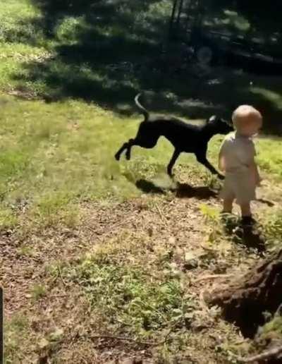 Отличная работа. Теперь кинь ещё одну палку