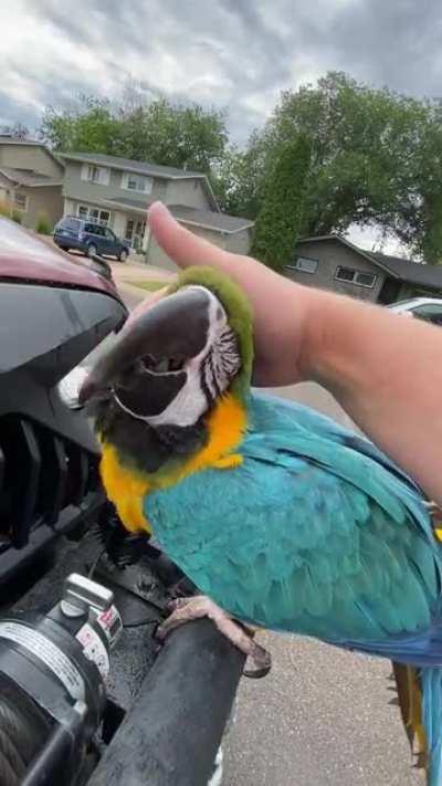 Petey loves his head scritches