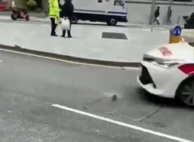 Wild rat trying to catch a bird