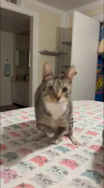 On Halloween my cat will be a T-Rex with trusty sidekick, Mr. Derp