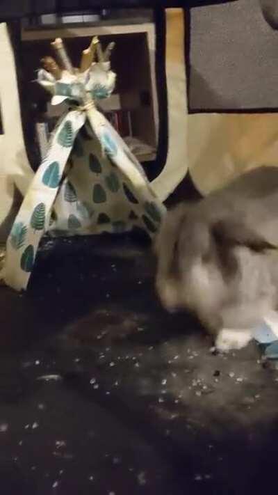 We made our bunny a tipi, he's not quite sure