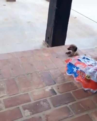 He knows how to make an entrance