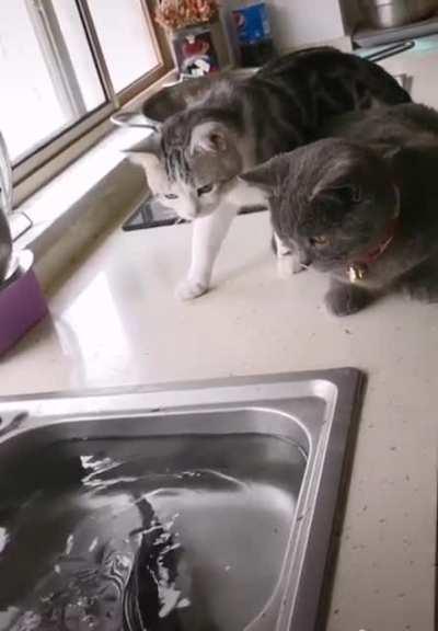 Curiosity Scared the Cats