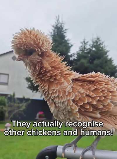 Chickens are smart animals!