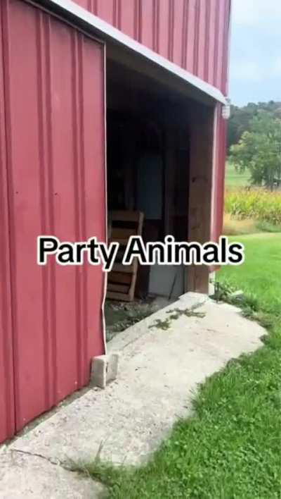 Such a herd mentality.