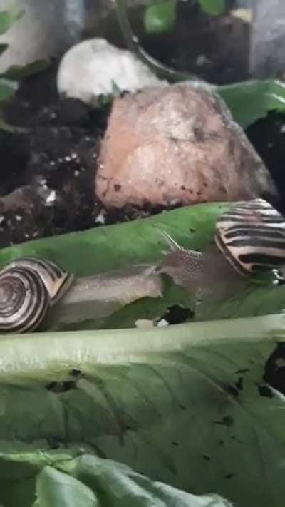 What're they doing? Either fighting or...