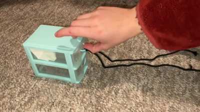 My smart pet rat Chickpea is learning to fetch from a drawer!