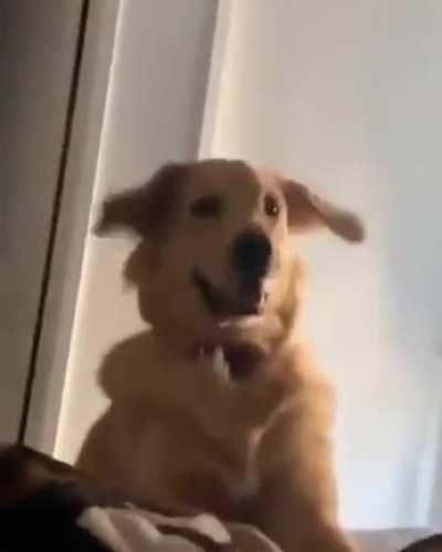 ThE dOggO Is trYINg tO ReSuRReCTiOn hIs HoOmAn