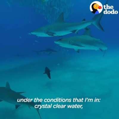 Shark being a friend for life.