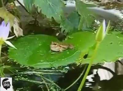 The motorbike frog, native to Australia, is so-named because the male's courtship calls sound like a motorbike changing gears.