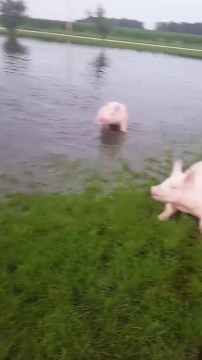 Flooding in Eastern Pennsylvannia....these ridiculously happy Pigs, running in and out of the water, manage to make the most of it.