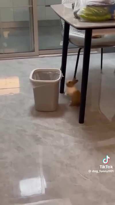 bunny