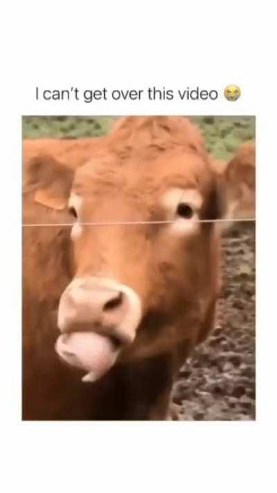 Cow moment