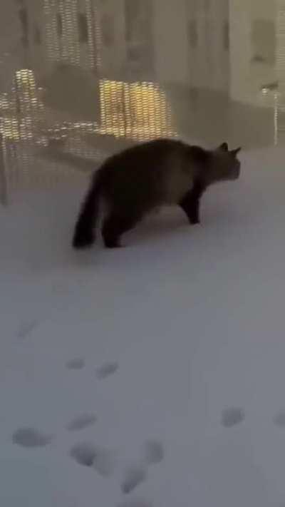 Cats and snow