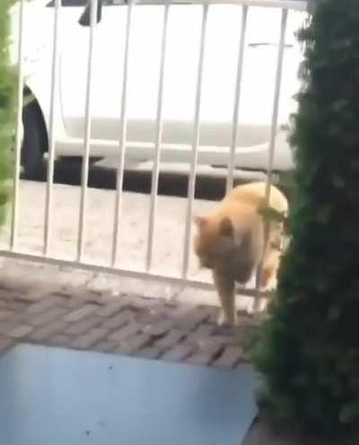 she blamed it on the gate