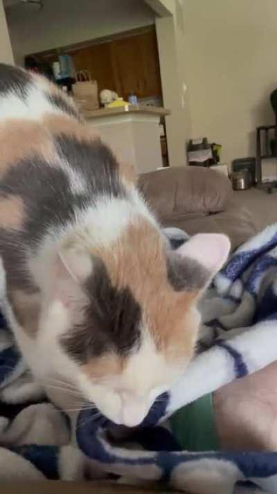 Harley likes to chew as she kneads