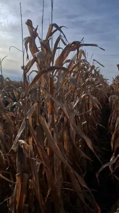 It's Halloween today, so I wonder if you've ever had to run away from a monster with huge tits in a spooky corn field.