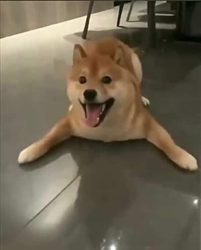 Un perrito para alegrar el sábado